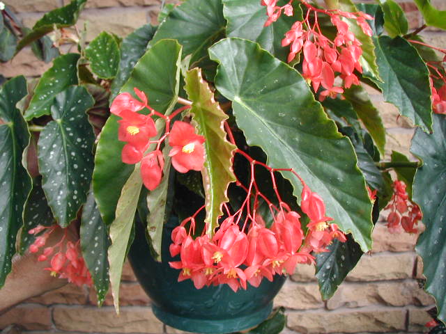 B. ‘Carolyn Collman’